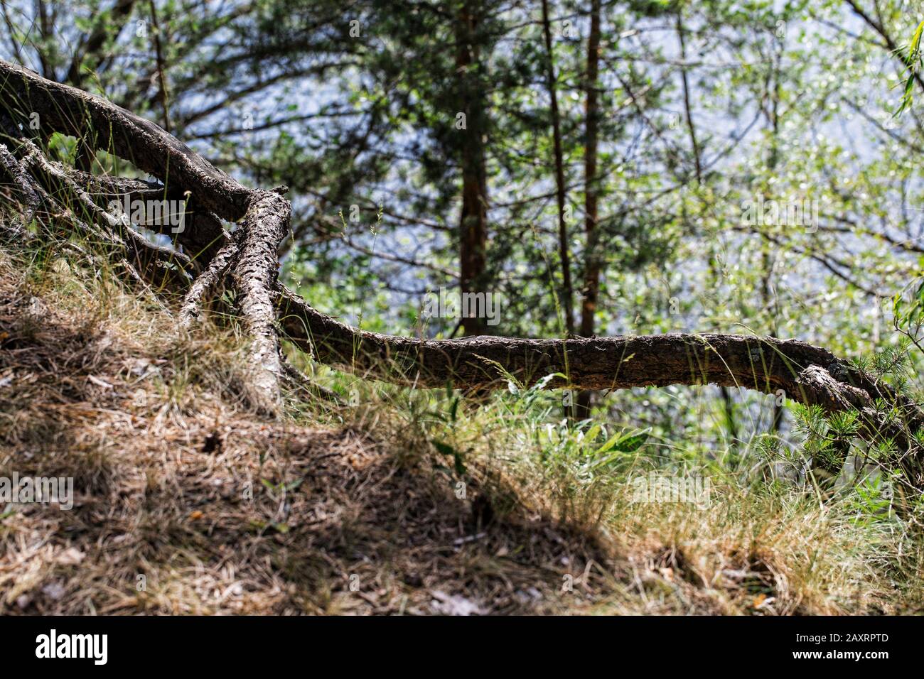 Belles racines du fond de pin en automne. La partie centrale de la Russie européenne. Banque D'Images