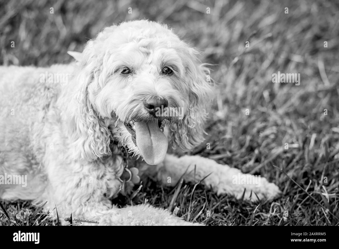Un chiot aux épices de couleur miel est assis tranquillement dans un parc après avoir joué avec un ballon. Banque D'Images