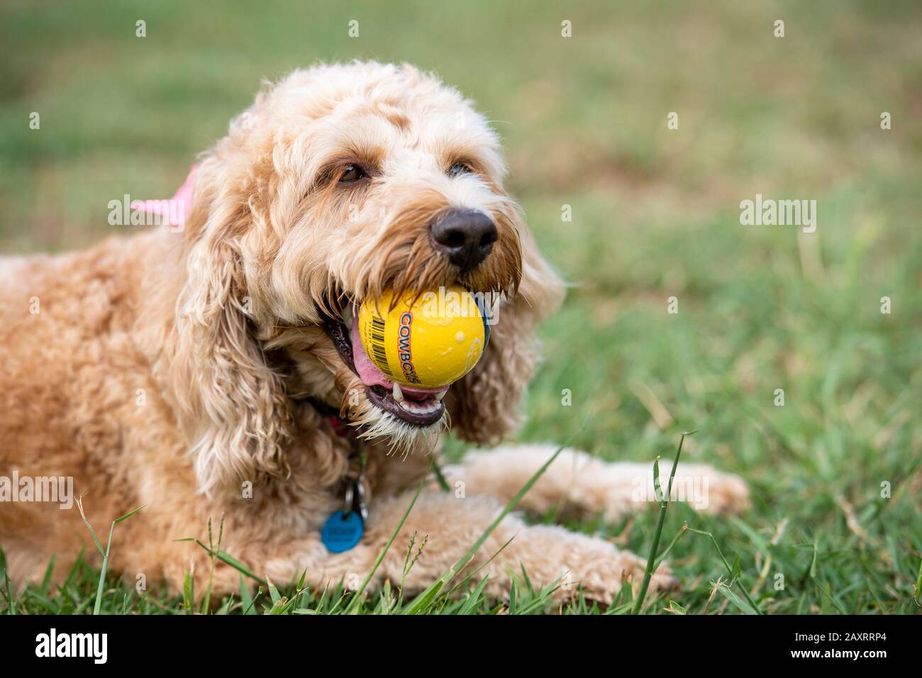 Un chien à caniche fait une balle dans un parc australien Banque D'Images