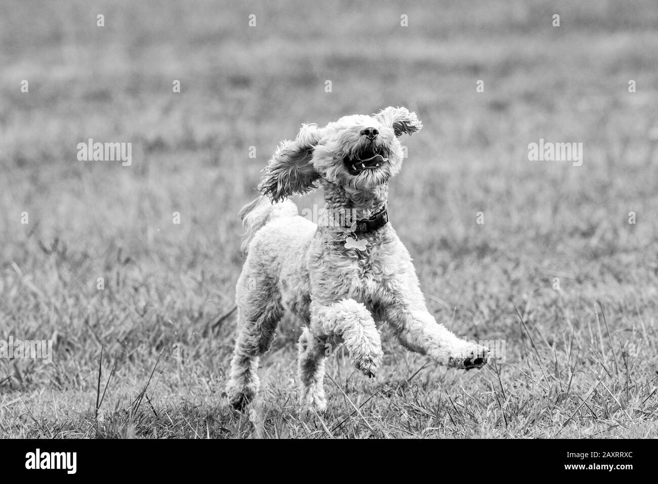 Un chien à caniche fait une balle dans un parc australien Banque D'Images