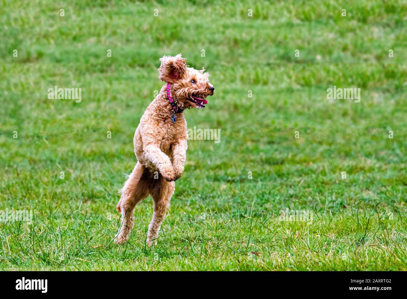 Un chien à caniche fait une balle dans un parc australien Banque D'Images