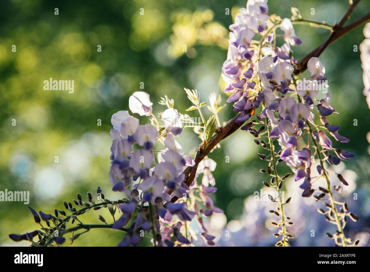 Wisteria en fleurs dans le jardin, gros plan, wisteria Banque D'Images