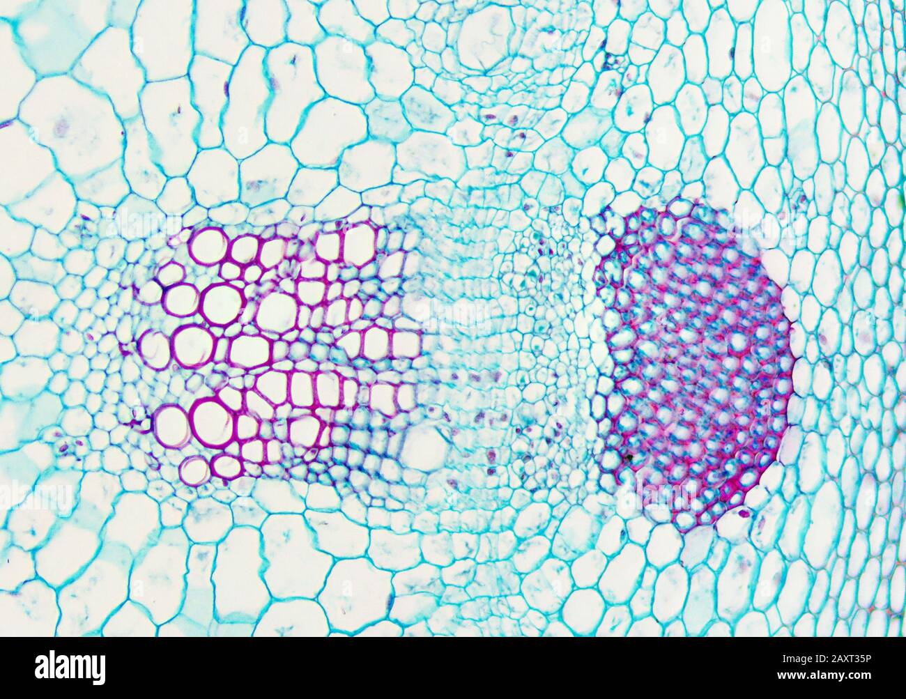 Vue microscopique de la section interverse de la tige de dicotylédon. Vue détaillée du faisceau de tissus vasculaires, du phloème, du cortex, du xylème et de l'épiderme. Banque D'Images