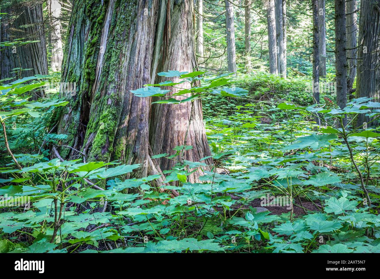 Arbre géant dans la forêt du parc national Manning, Canada Banque D'Images