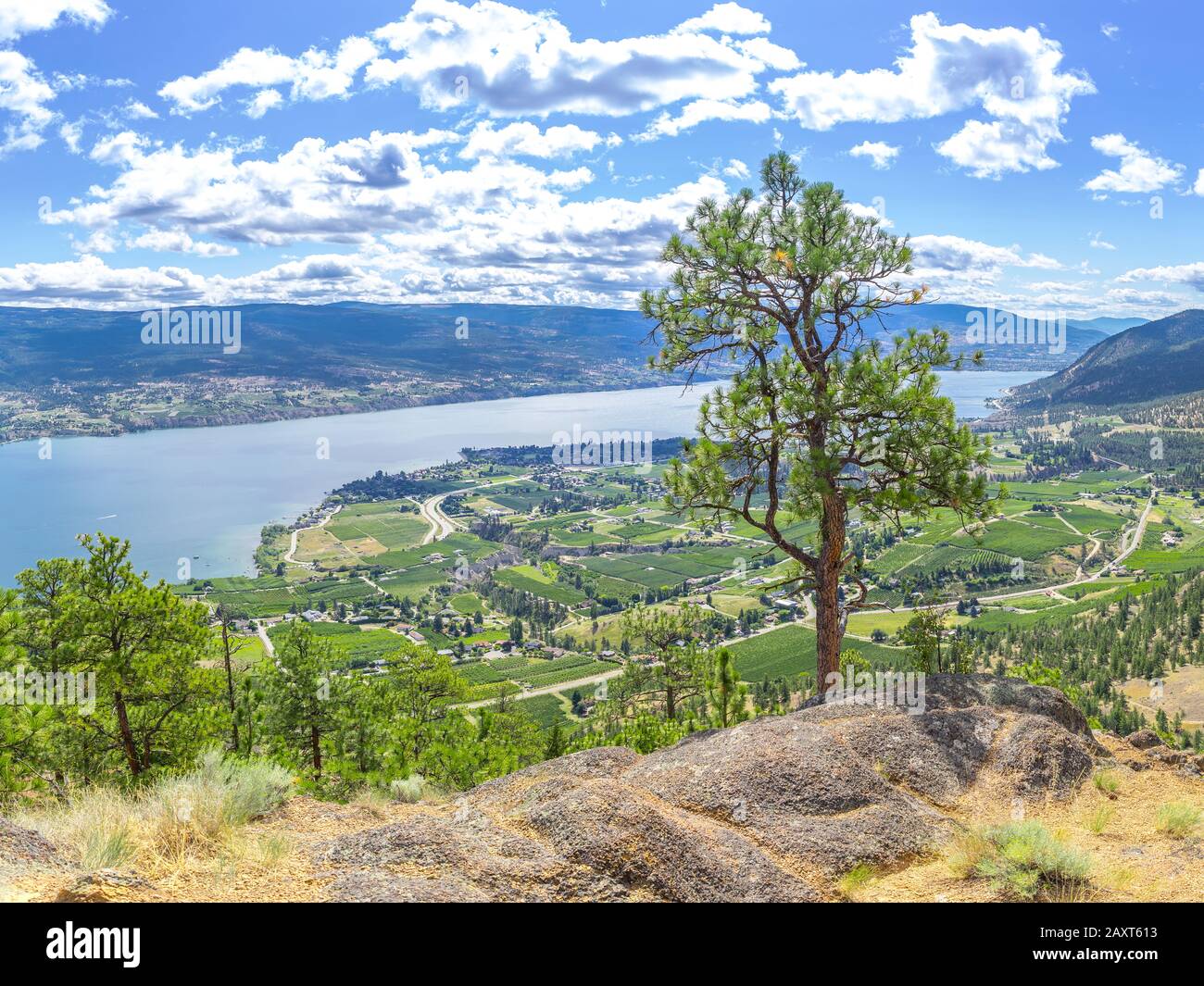 Arbre solitaire au sommet de Giants Head avec le lac Okanagan à l'arrière, Colombie-Britannique, Canada Banque D'Images