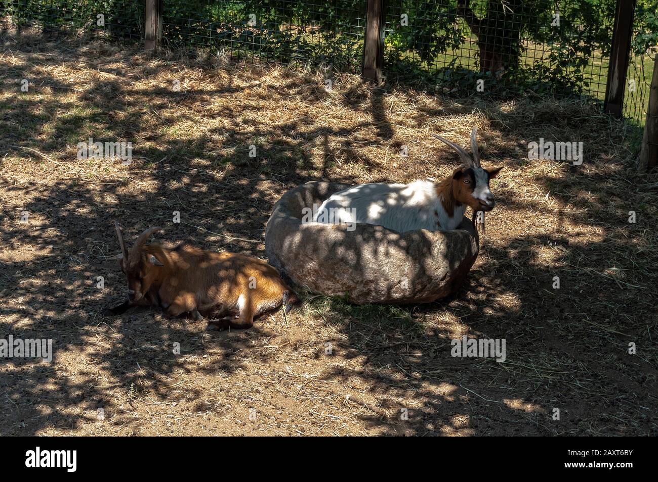 Chèvres reposant à l'ombre des arbres sur une journée chaude dans le parc biologique de Gaia, Portugal. Banque D'Images