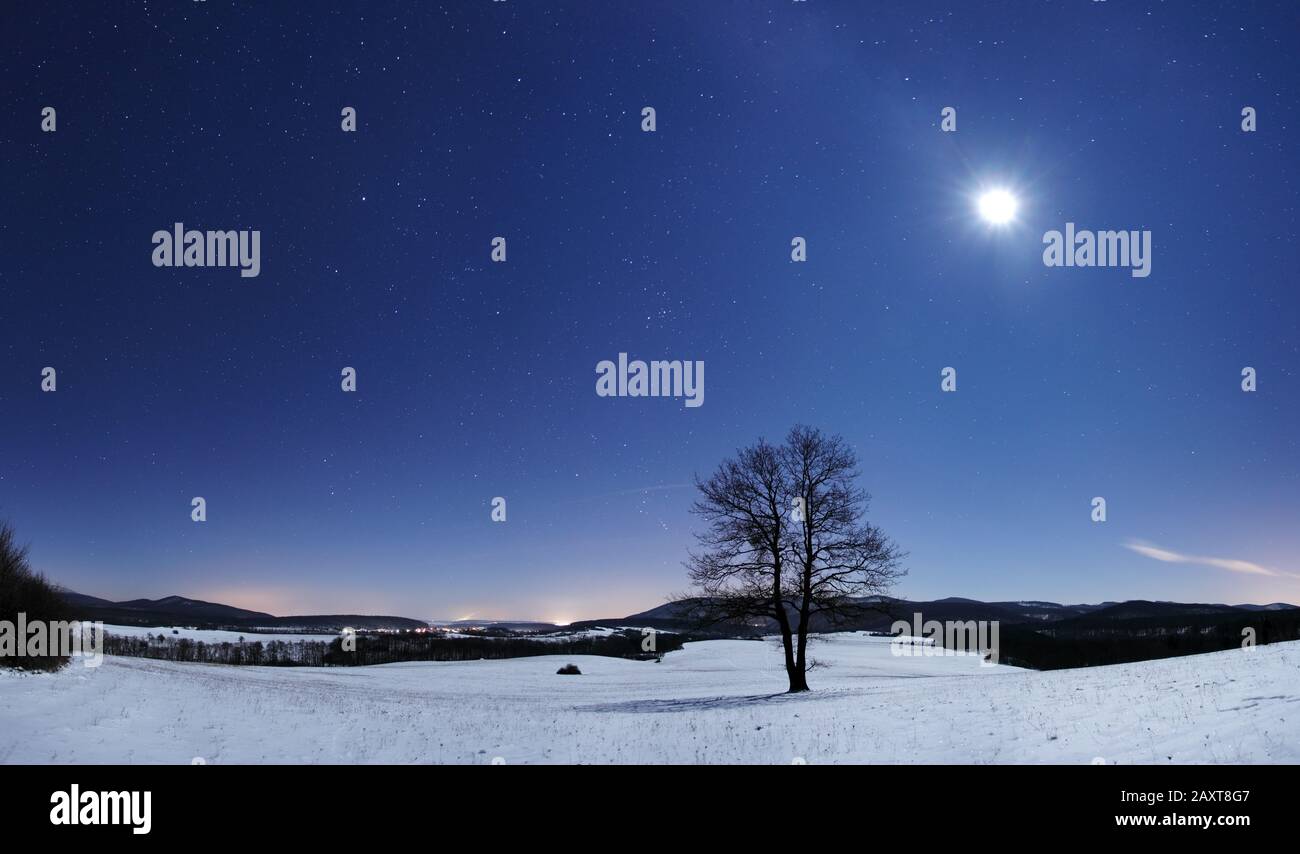 Panorama sur les arbres en hiver Banque D'Images