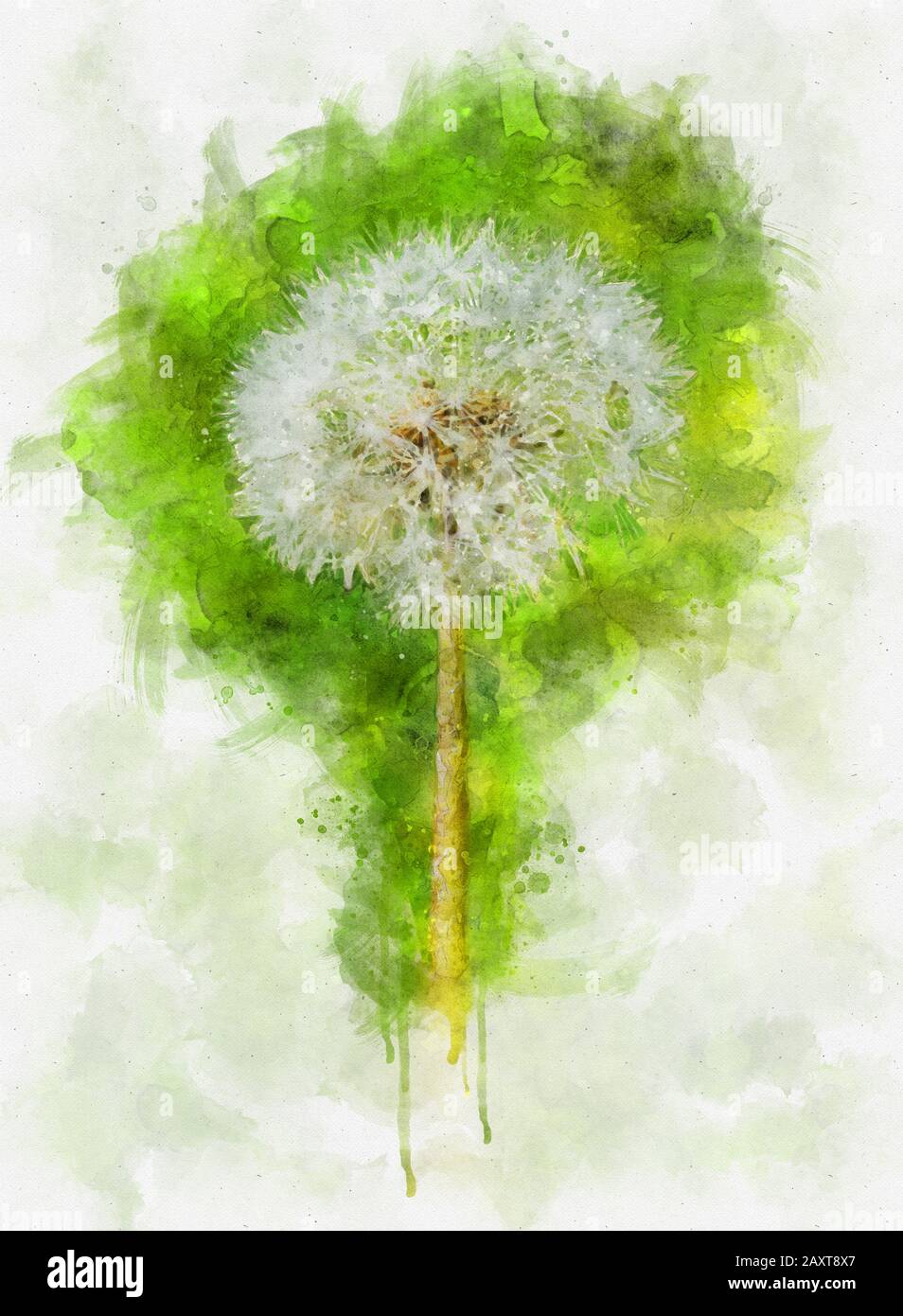 Illustration de l'aquarelle d'une fleur de pissenlit sur un fond vert  naturel. Printemps dans la prairie Photo Stock - Alamy