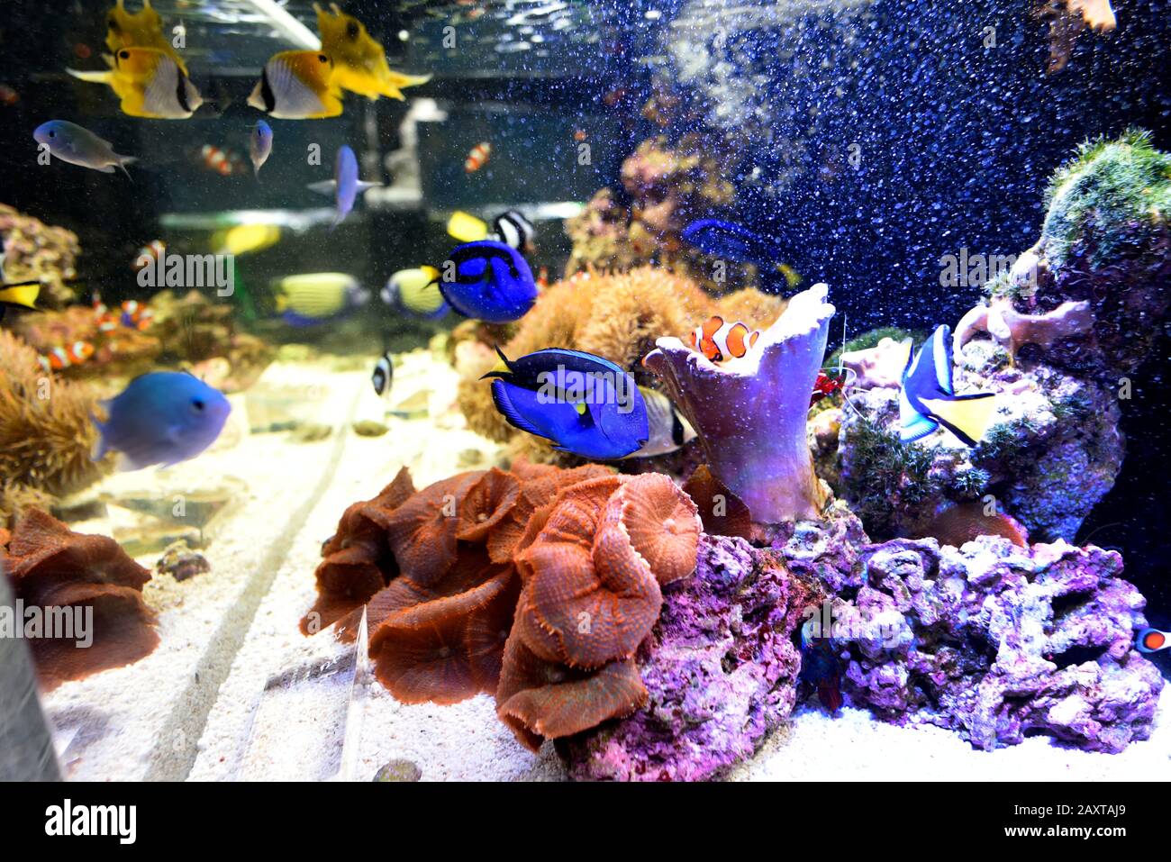 Aquarium De Kyoto Japon Banque D'Images