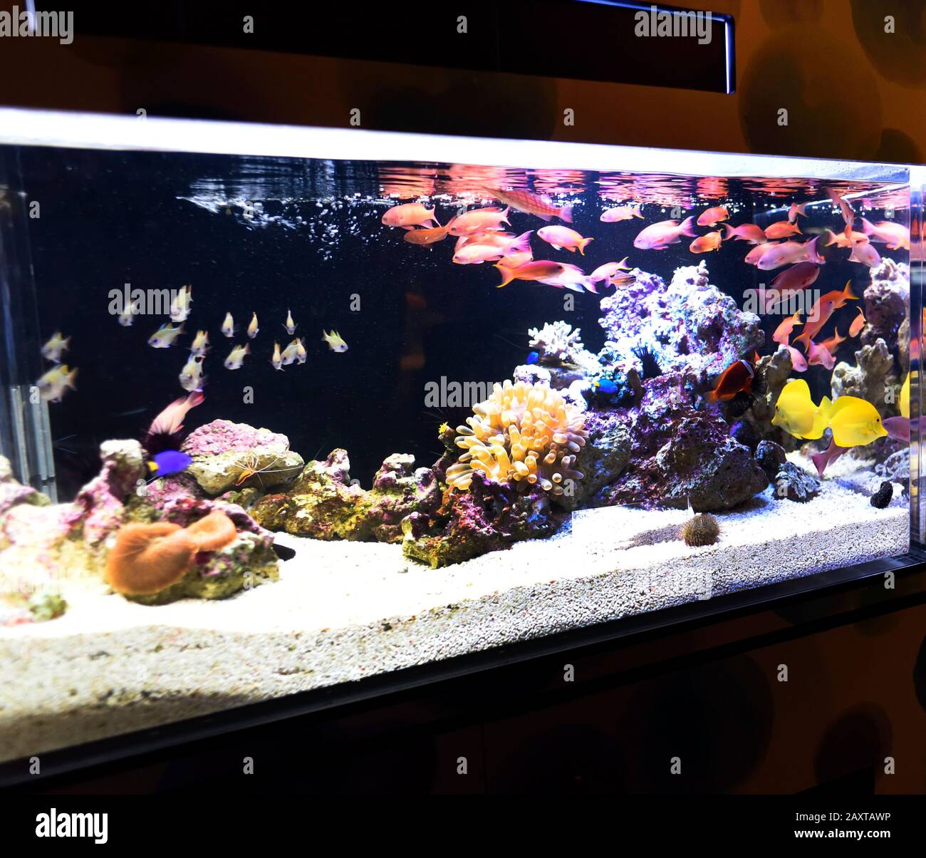 Aquarium De Kyoto Japon Banque D'Images