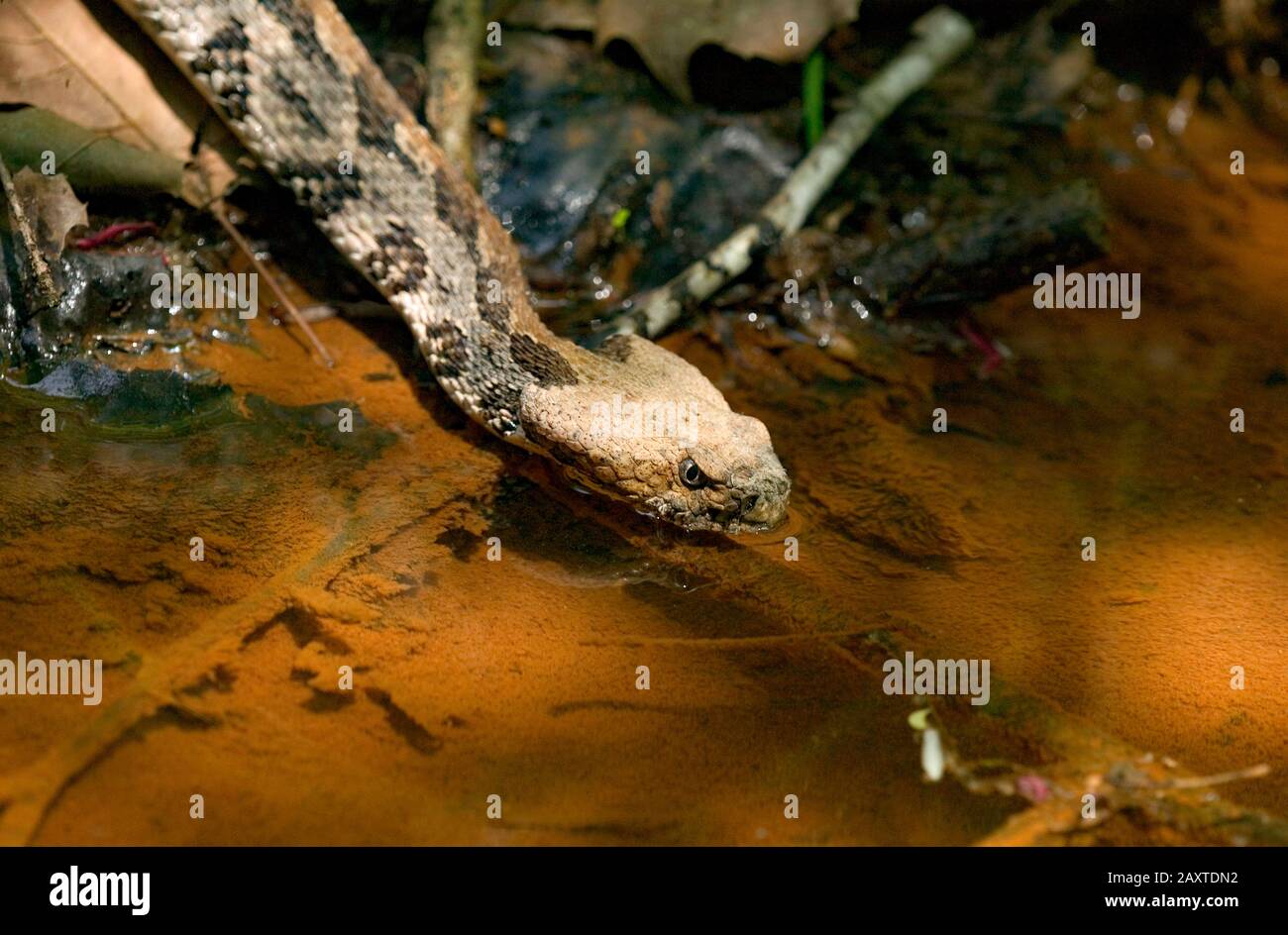 Un Rattler en bois, Crotalus horridus, eau potable au bord du ruisseau Bassett, dans le comté de Clark, Alabama. Banque D'Images