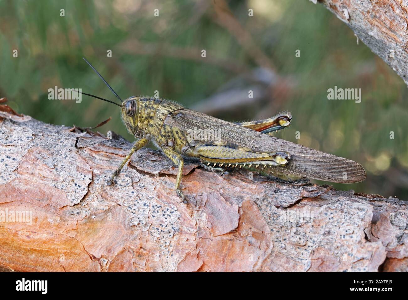 femelle de criquet migrateur, phase solitaire, locusta migratoria Banque D'Images