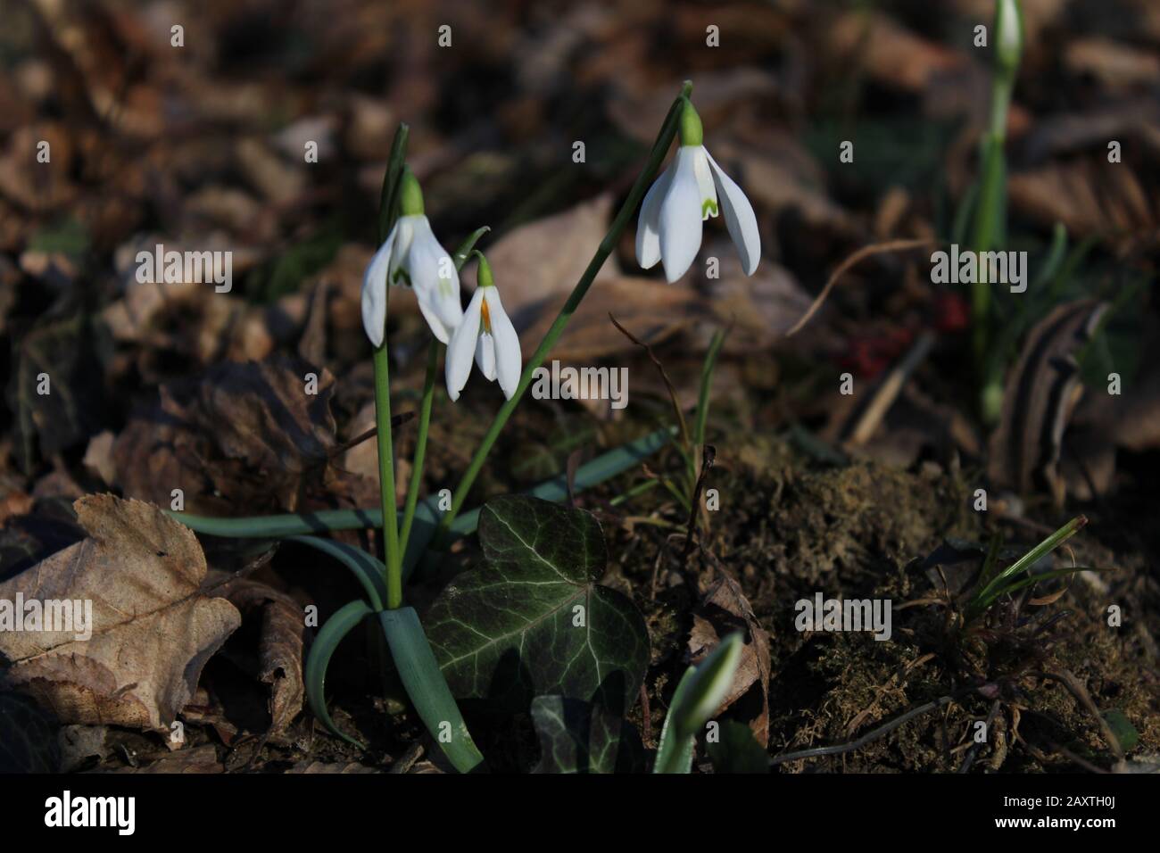 Le printemps arrive Banque D'Images