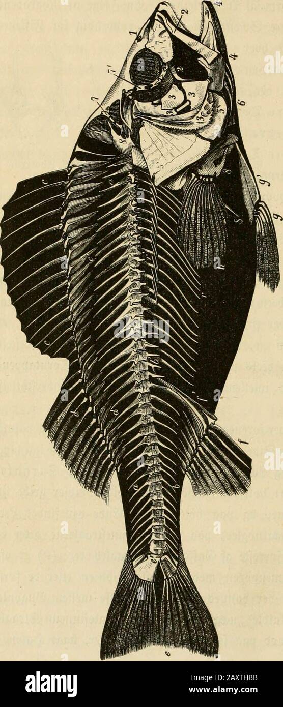 'Dyreriget : (Laerebog i zoologue, nr. 1)' (1866) Banque D'Images