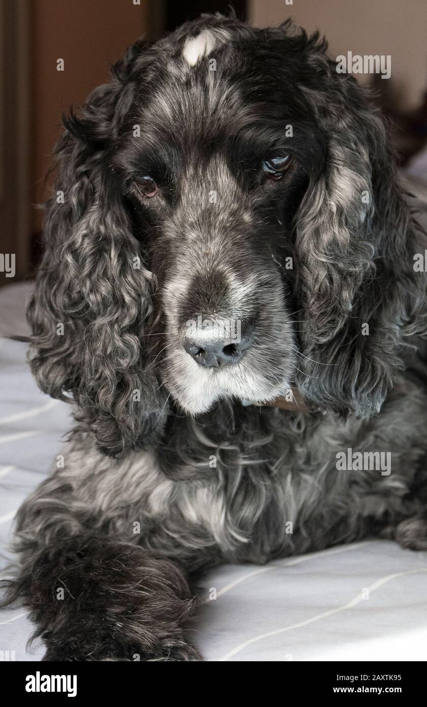 Portrait du chien de lance de cocker anglais, âgé de onze ans Banque D'Images