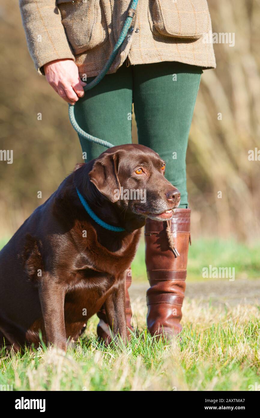 Un vieux chien de travail au Labrador de chocolat s'est assis avec son propriétaire Banque D'Images