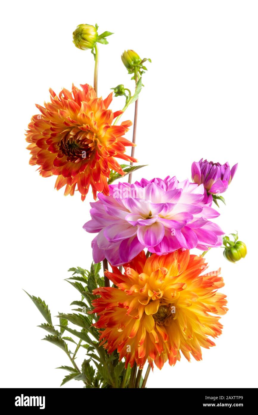 Fleurs dahlia colorées isolées sur fond blanc Banque D'Images