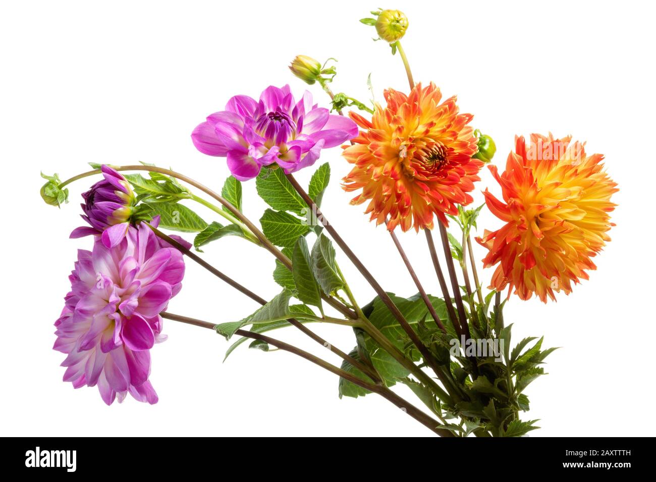 Fleurs dahlia colorées isolées sur fond blanc Banque D'Images