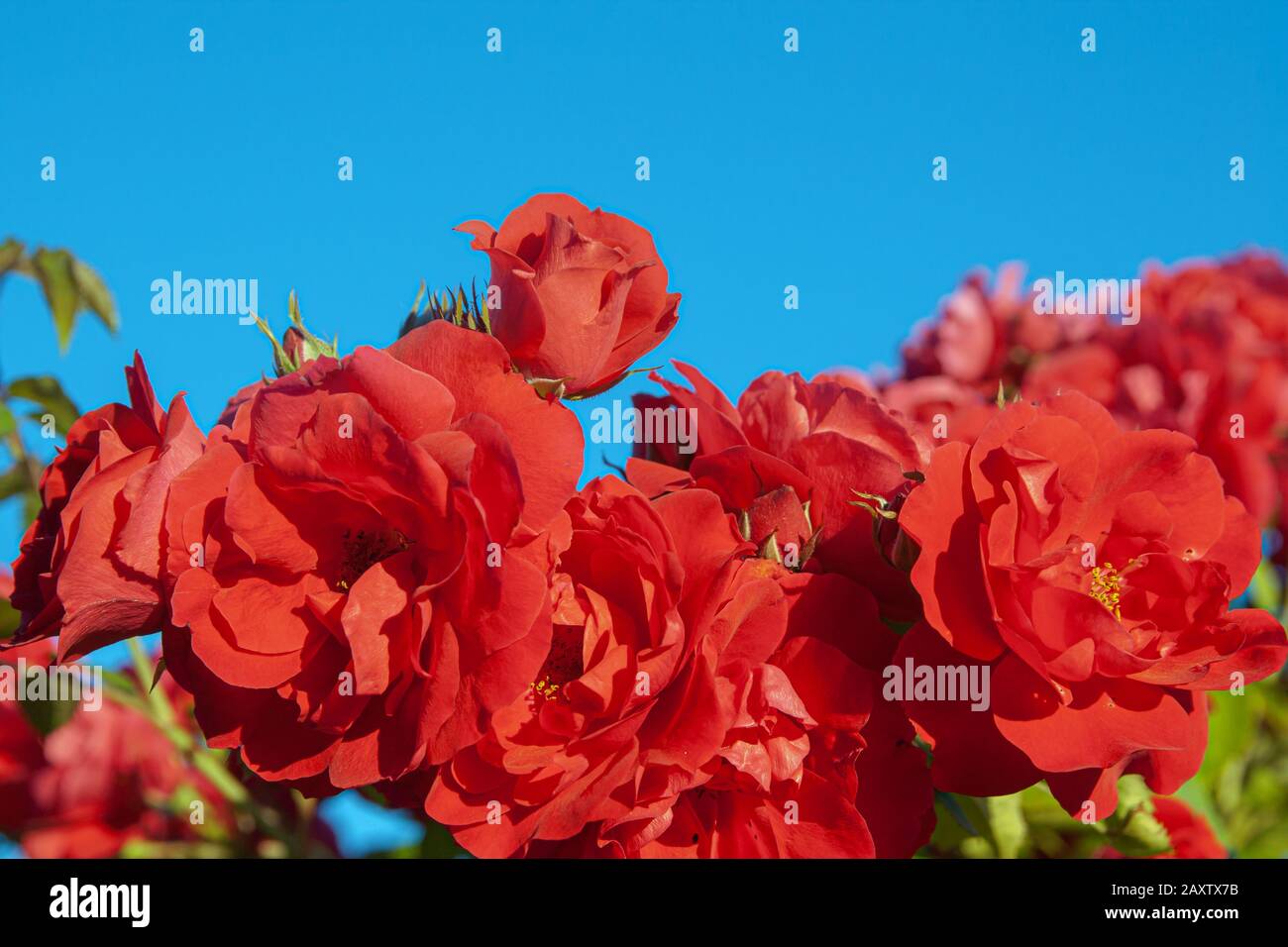 De grands bourgeons de roses écarlate contre un ciel bleu Banque D'Images