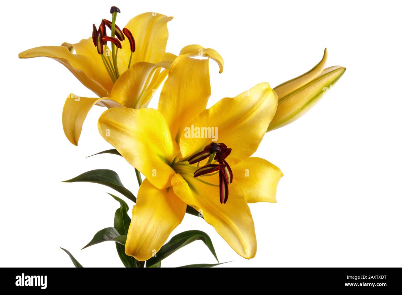 Lily flowers isolated over white background Banque D'Images