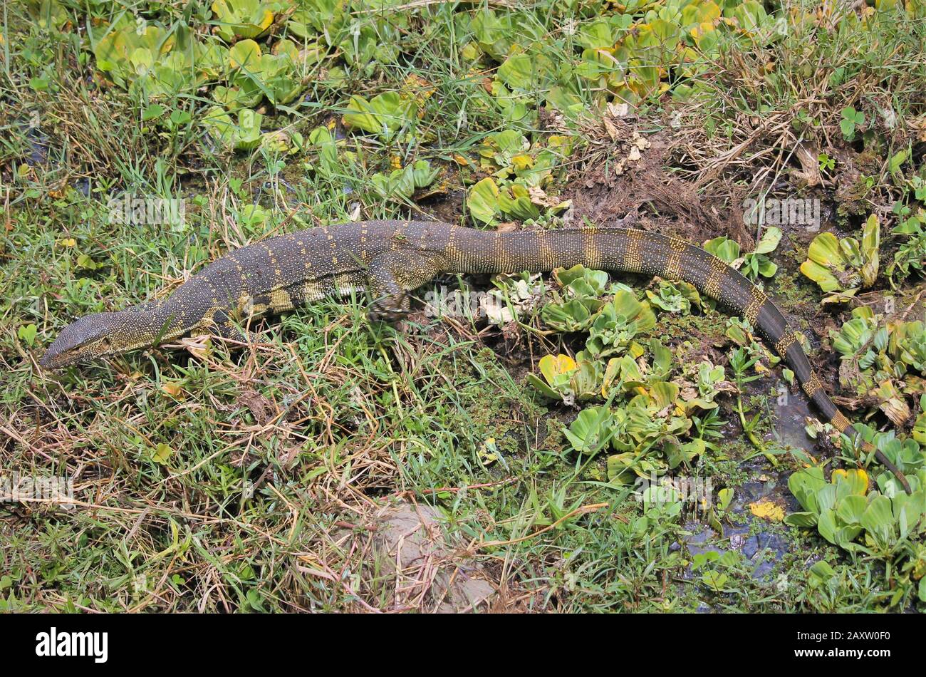 Le moniteur du Nil (Varanus niloticus) Est un membre de la famille de moniteurs (Varanidae) que l'on trouve partout La plupart de l'Afrique subsaharienne et le long du Nil Banque D'Images