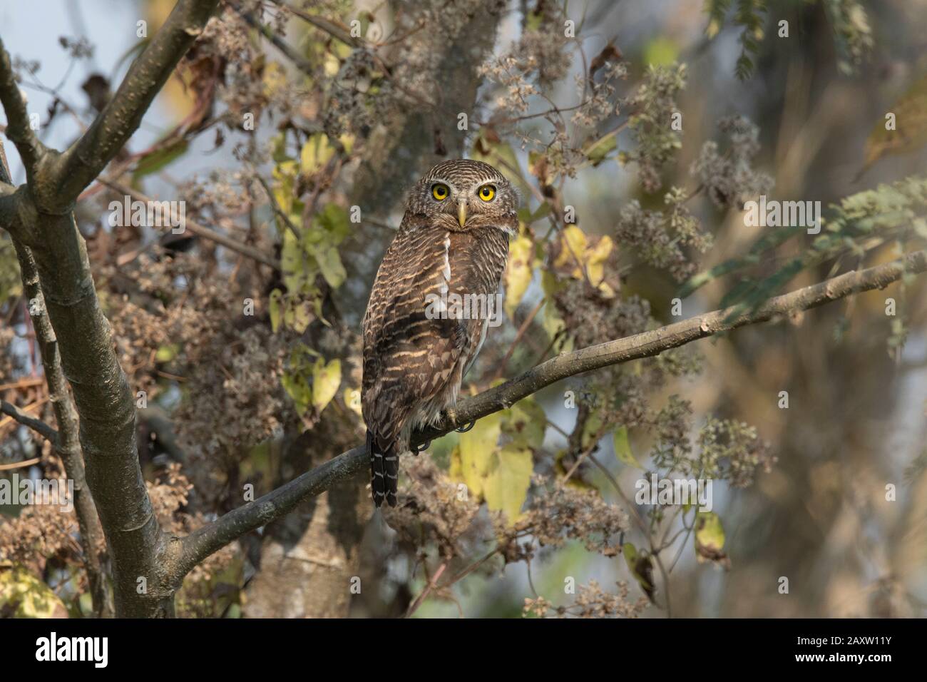 Owlet rouge asiatique, cucuculoides de Glaucidium, Maguri Beel, sud-est du parc national de Dibru Saikhowa, district de Tinsukia, Assam supérieur, Inde Banque D'Images