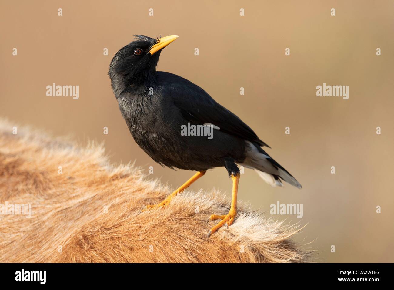 Great Myna, Acridotheres Grandis, Dehing Patkai Wildlife Sanctuary, Assam, Inde Banque D'Images