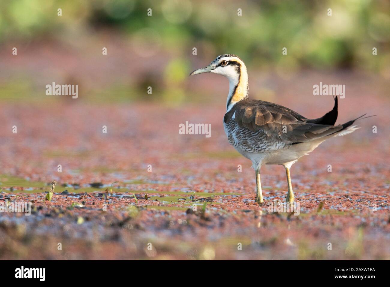 jacana, Hydrophasianus chirgus, Maguri Beel, sud-est du parc national de Dibru Saikhowa, district de Tinsukia, Haute-Assam, Inde Banque D'Images