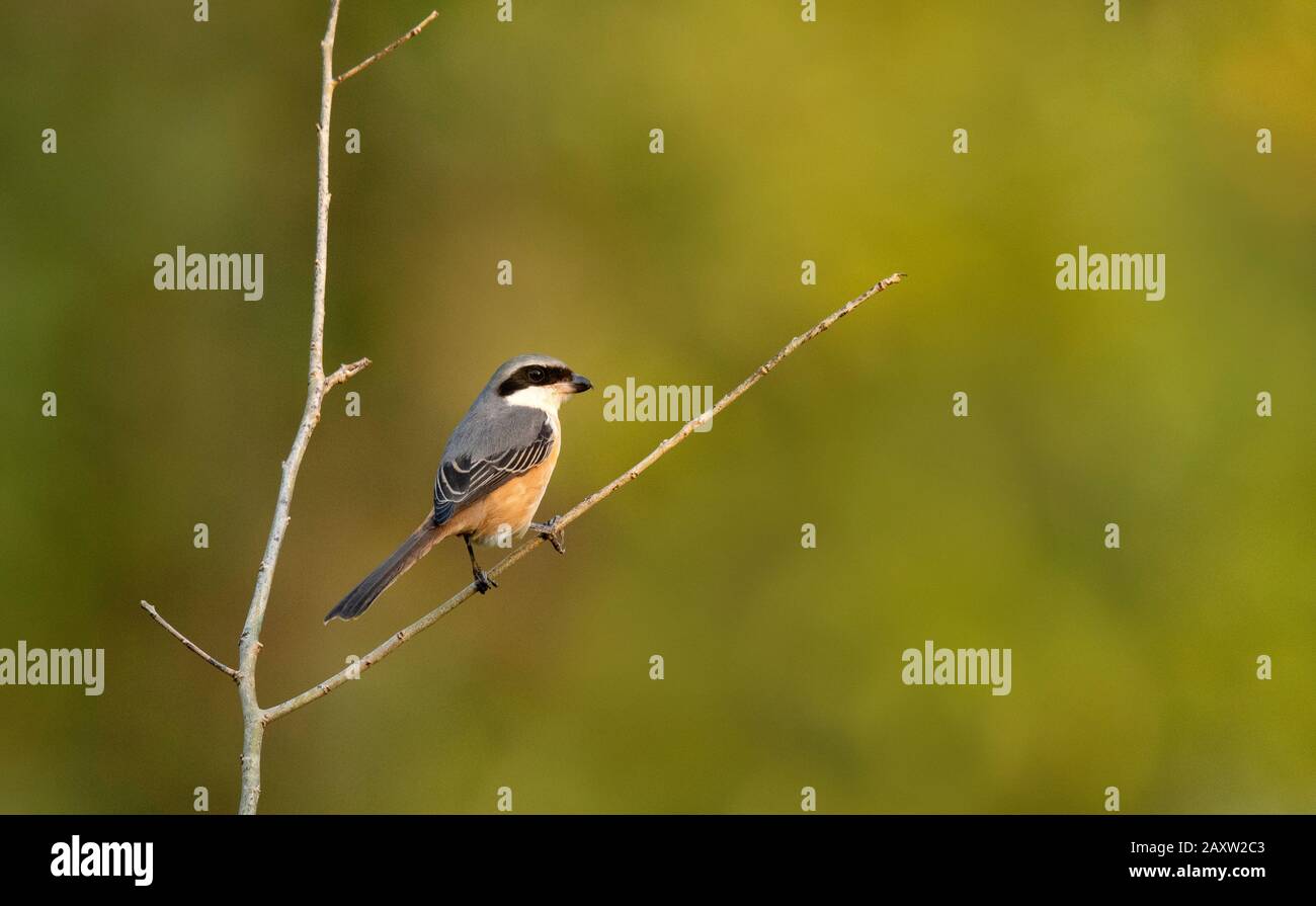 Shrike À Dos Gris, Lanius Tephronotus, Dehing Dehing Patkai Wildlife Sanctuary, Assam, Inde Banque D'Images