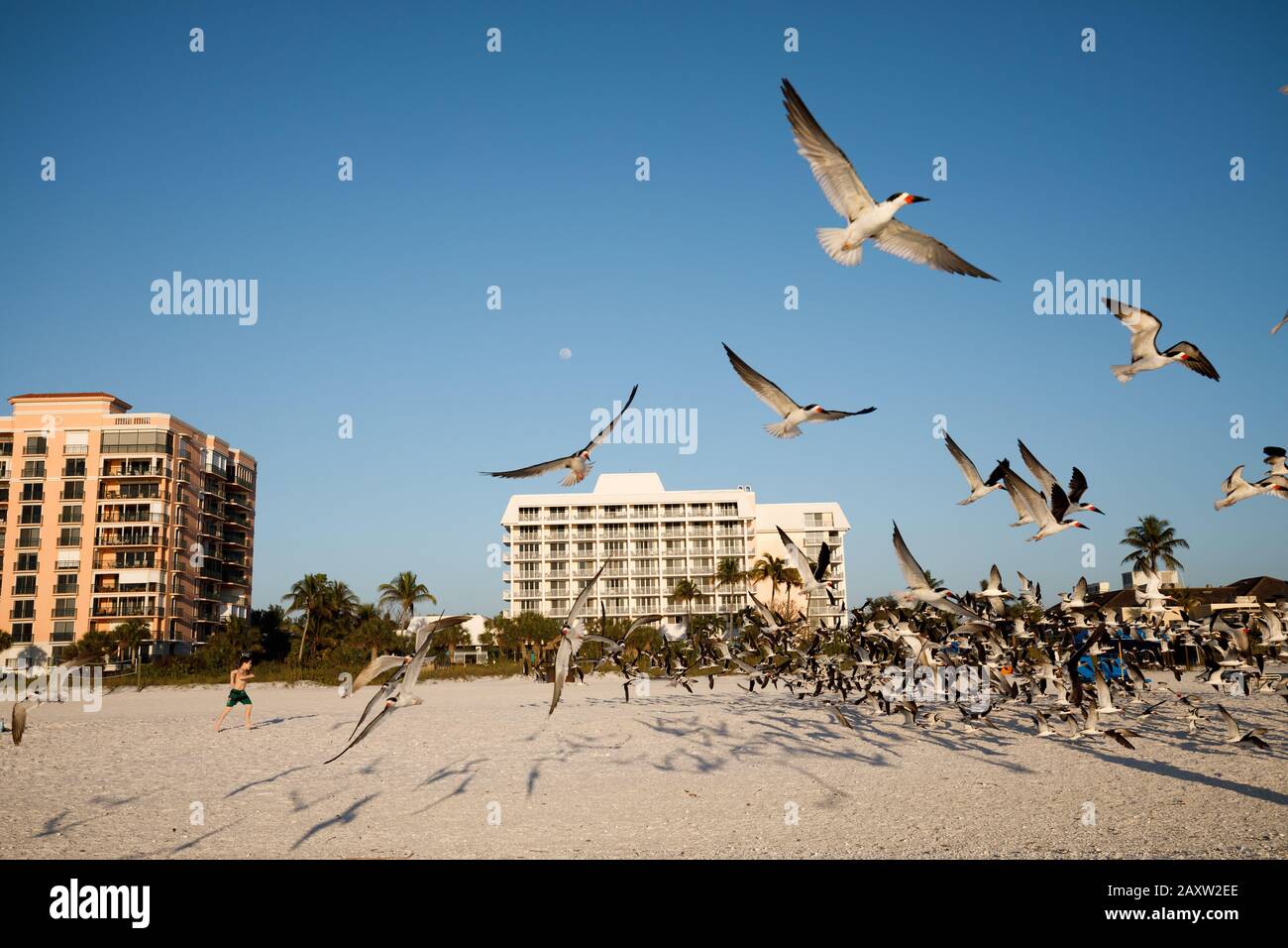 Groupe d'oiseaux volant sur une plage ensoleillée de Floride Banque D'Images