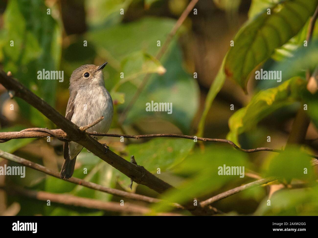 Little pied flycatcher, Ficedula westermanni, femelle Dehing Dehing Patkai Wildlife Sanctuary, Assam, Inde Banque D'Images