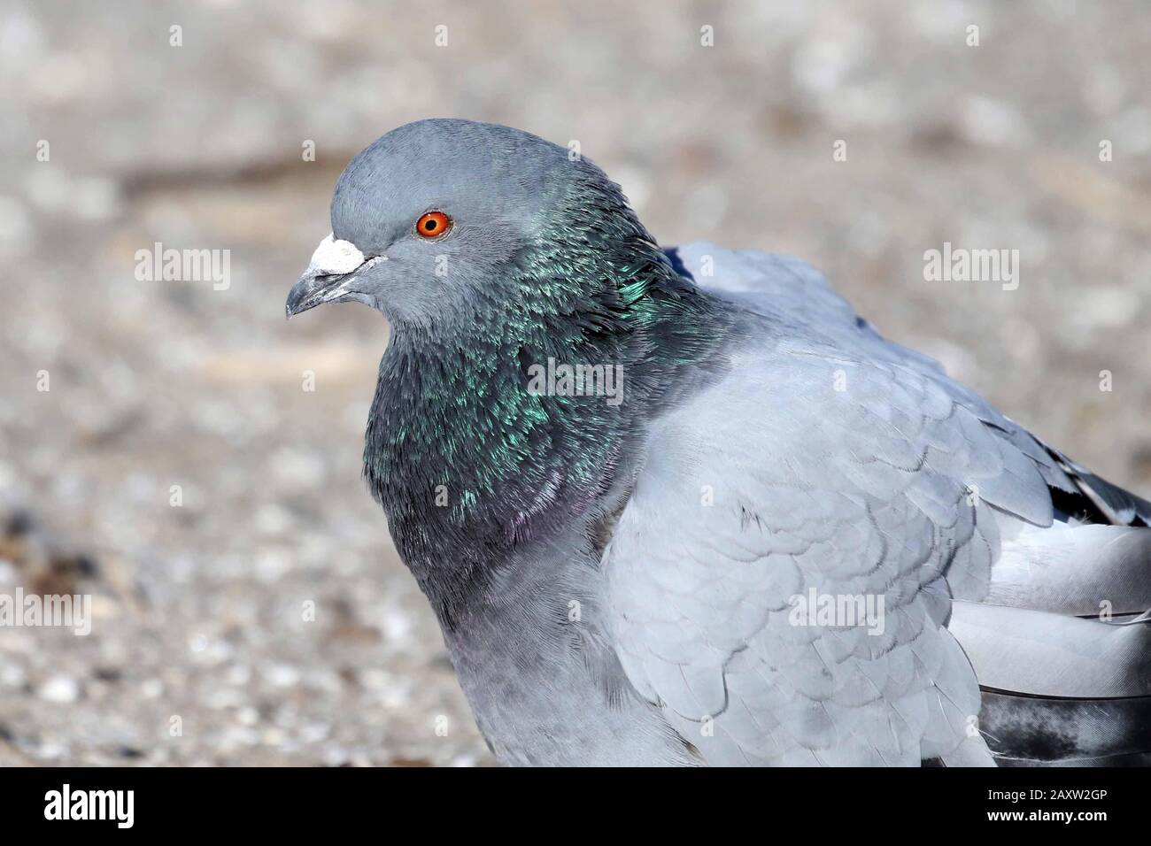 Gros plan sur le pigeon de roche Banque D'Images