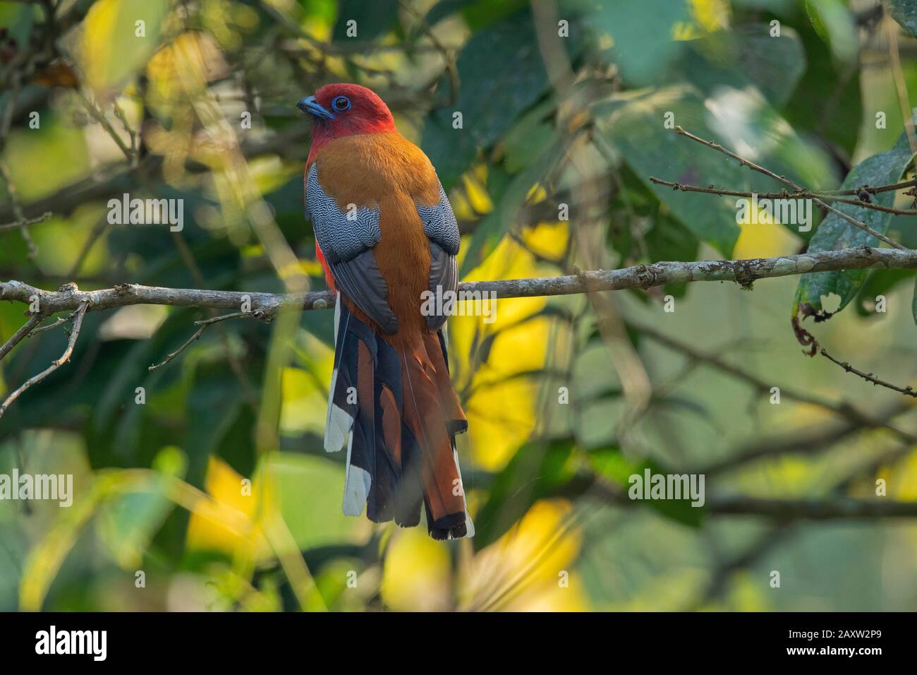 Trogon Malé À Tête Rouge, Harpactes Érythrocéphalie, Dehing Dehing Patkai Wildlife Sanctuary, Assam, Inde Banque D'Images