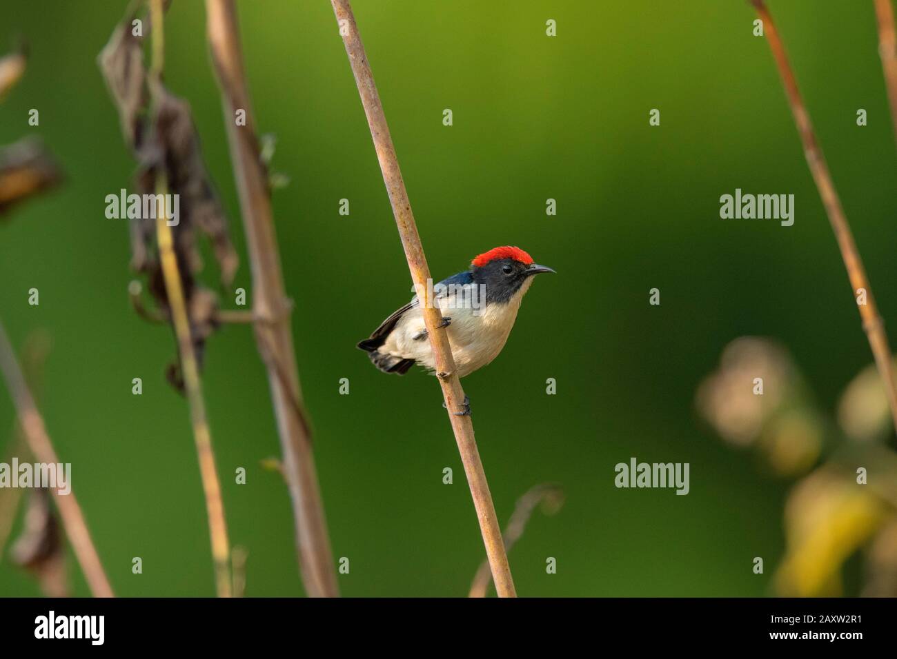 Fleuristes À Dos De Cramoisi, Dicaeum Cruentatum, Dehing Dehing Patkai Wildlife Sanctuary, Assam, Inde Banque D'Images