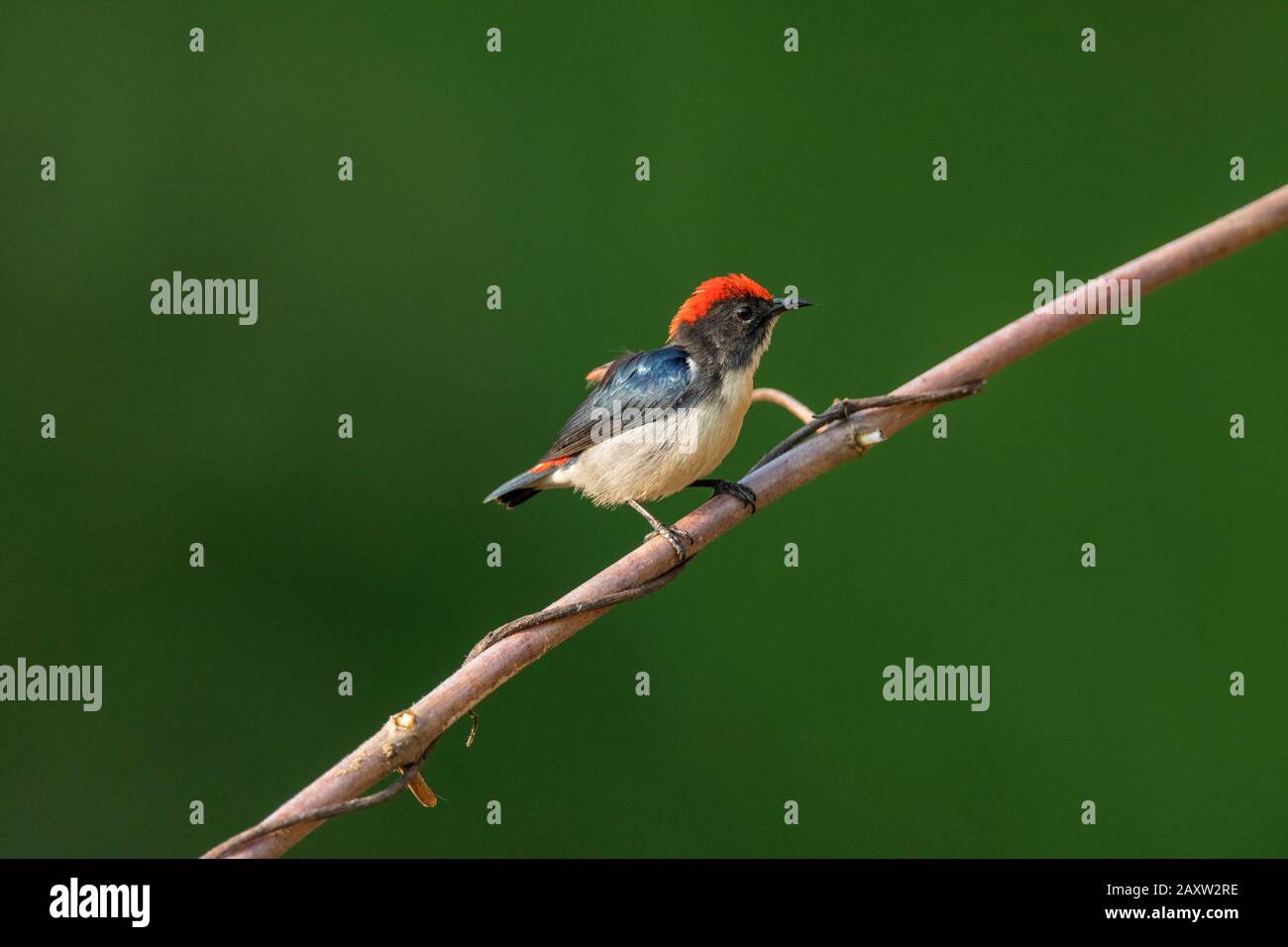 Fleuristes À Dos De Cramoisi, Dicaeum Cruentatum, Dehing Dehing Patkai Wildlife Sanctuary, Assam, Inde Banque D'Images