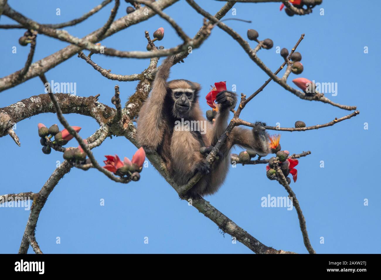 Hoolock Gibbon Femelle Dehing Dehing Patkai Wildlife Sanctuary, Assam, Inde Banque D'Images