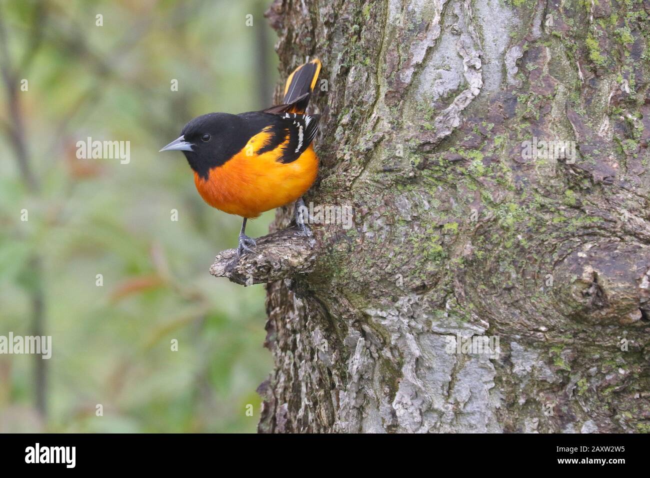 Baltimore Orioles dans le parc national de la Pointe Pelée Banque D'Images