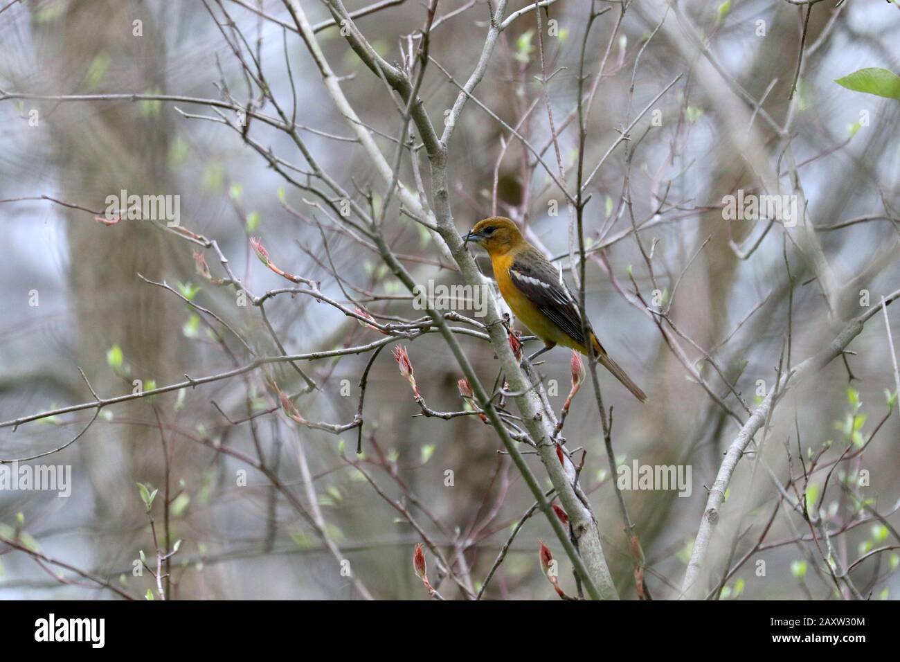 Baltimore Orioles dans le parc national de la Pointe Pelée Banque D'Images