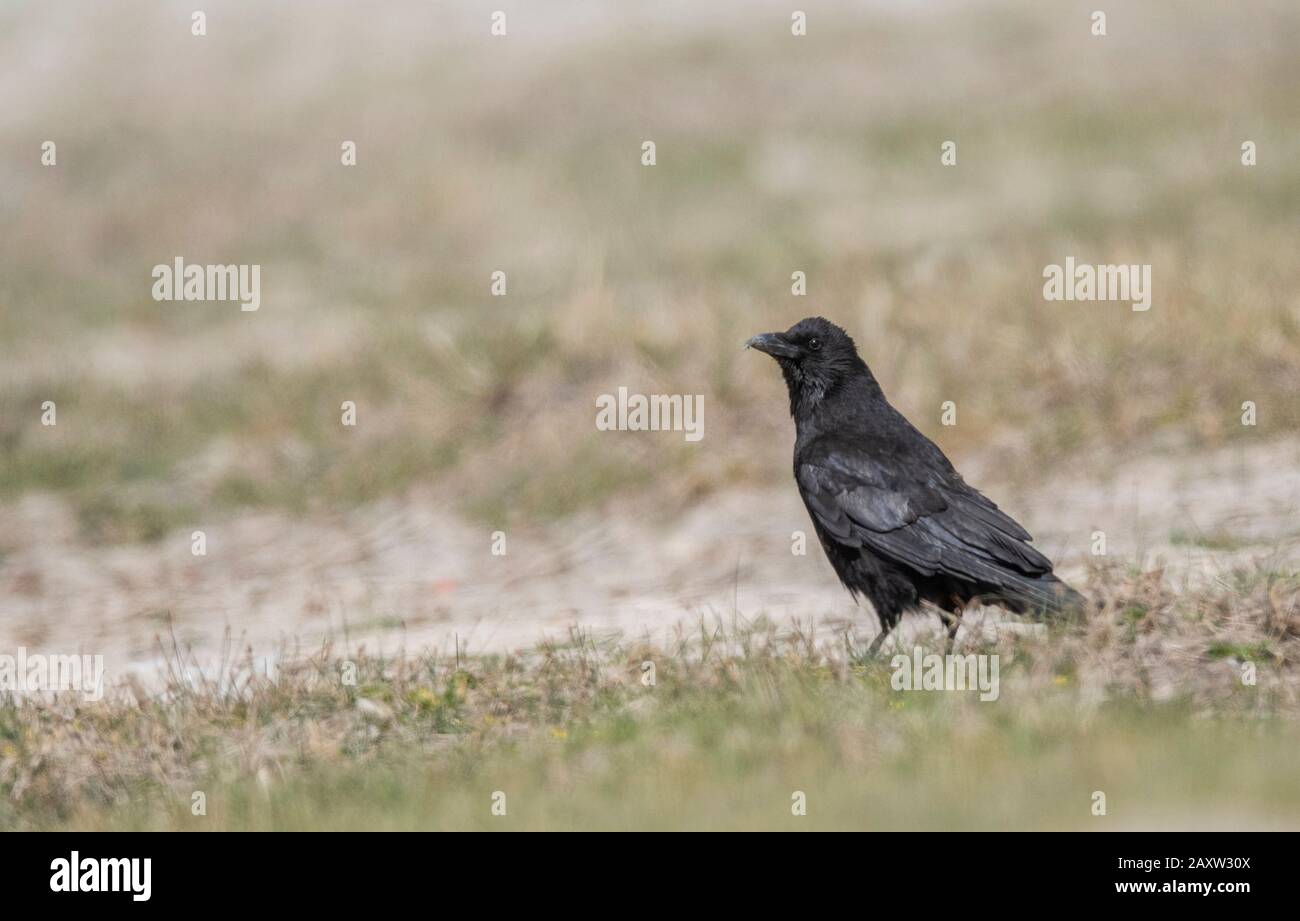 Corax commun, Corvus aussi connu sous le nom de corven nordique, Ladakh, Jammu-et-Cachemire, Inde Banque D'Images