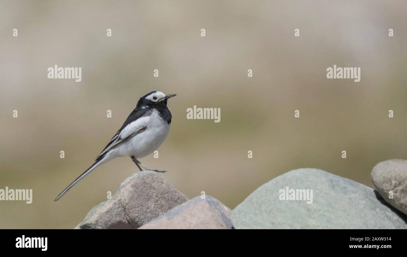 Wagtail Blanc, Motacilla Alba, Ladakh, Jammu-Et-Cachemire, Inde Banque D'Images