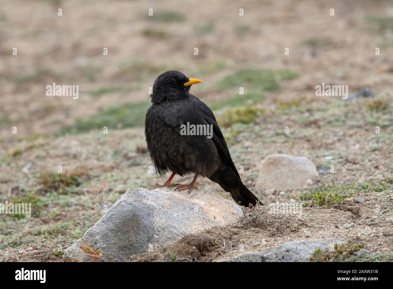 Chough alpin ou chough à bec jaune, graculus de Pyrrhocox, Ladakh, Jammu-et-Cachemire, Inde Banque D'Images
