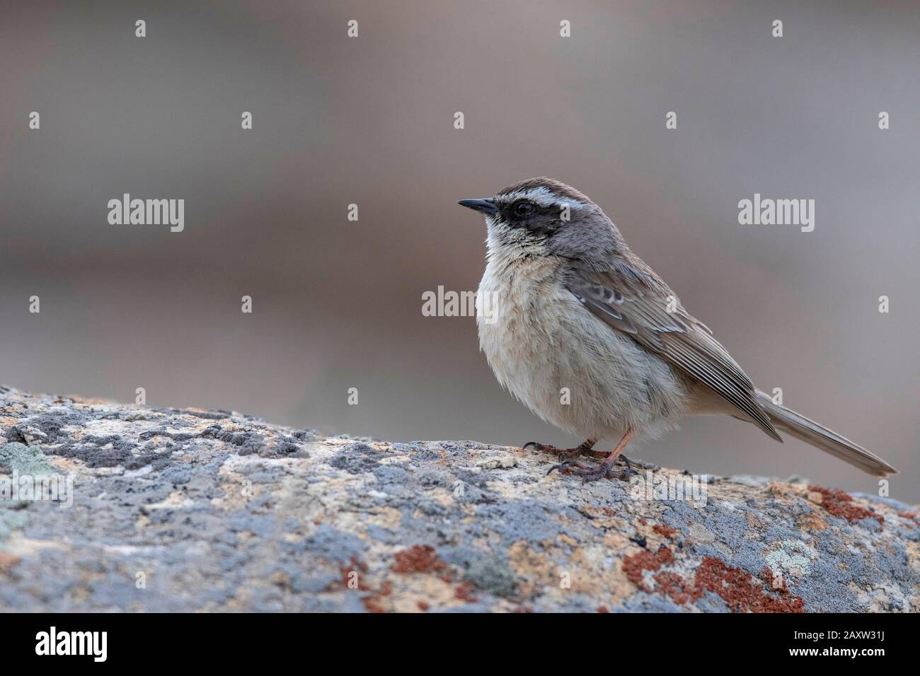 Brown Entreor, Prunella Fulvescens, Ladakh, Jammu-Et-Cachemire, Inde Banque D'Images