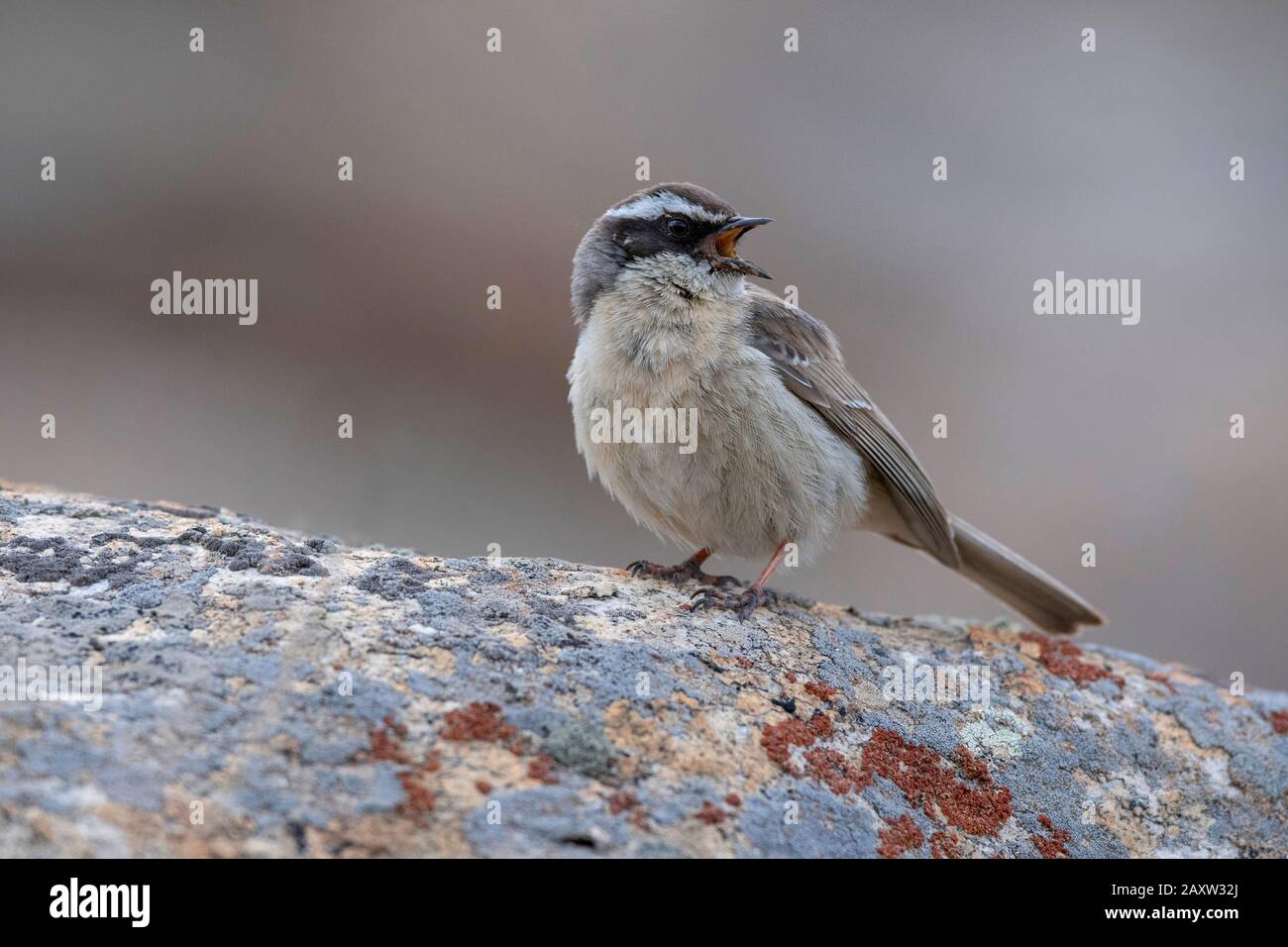 Brown Entreor, Prunella Fulvescens, Ladakh, Jammu-Et-Cachemire, Inde Banque D'Images