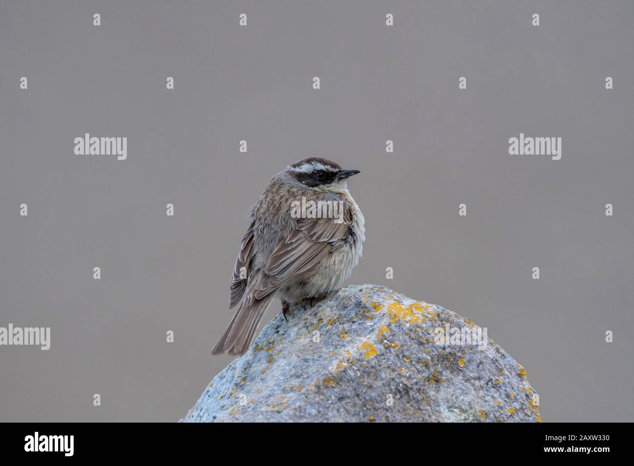 Brown Entreor, Prunella Fulvescens, Ladakh, Jammu-Et-Cachemire, Inde Banque D'Images