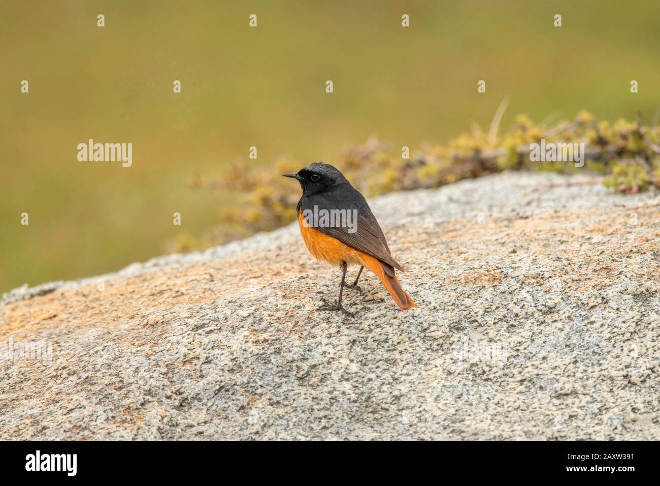 Black Redstart, Phoenicurus Ochruros, Ladakh, Jammu-Et-Cachemire, Inde Banque D'Images