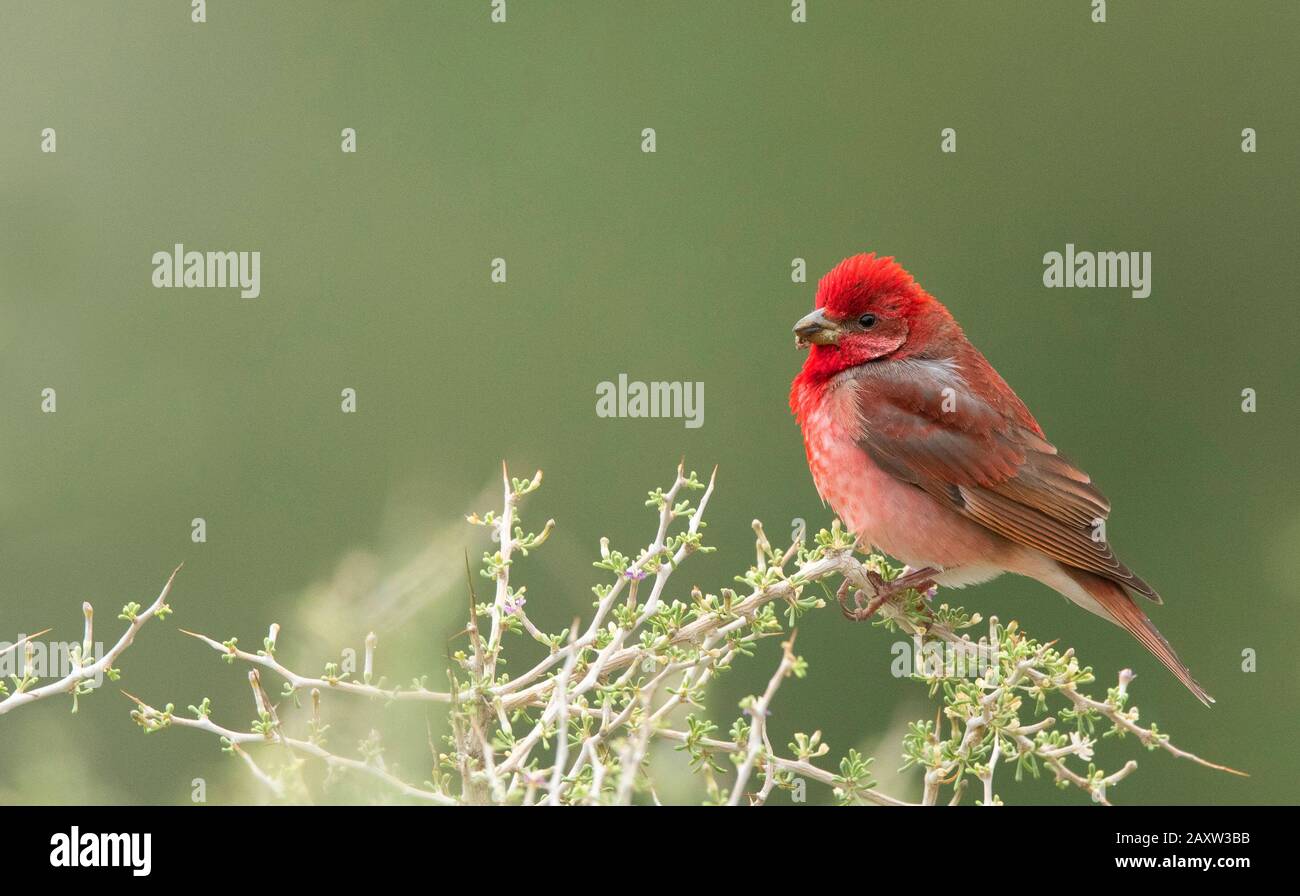 Commun Rosefinch Mâle, Carpodacus Erythrinus, Ladakh, Jammu-Et-Cachemire, Inde Banque D'Images