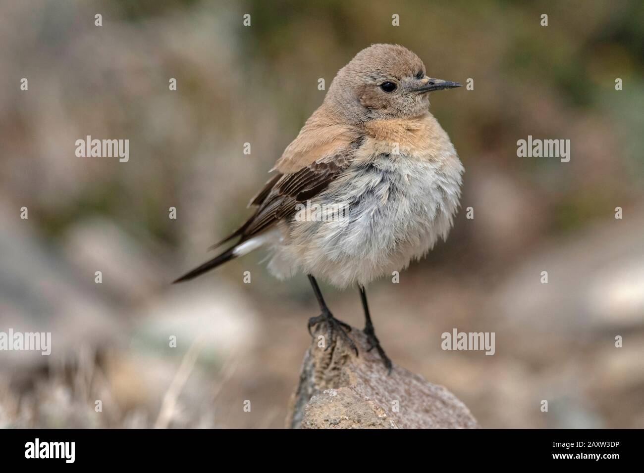 Desert Wheatear Femme, Oenanthe Deserti, Ladakh, Jammu-Et-Cachemire, Inde Banque D'Images