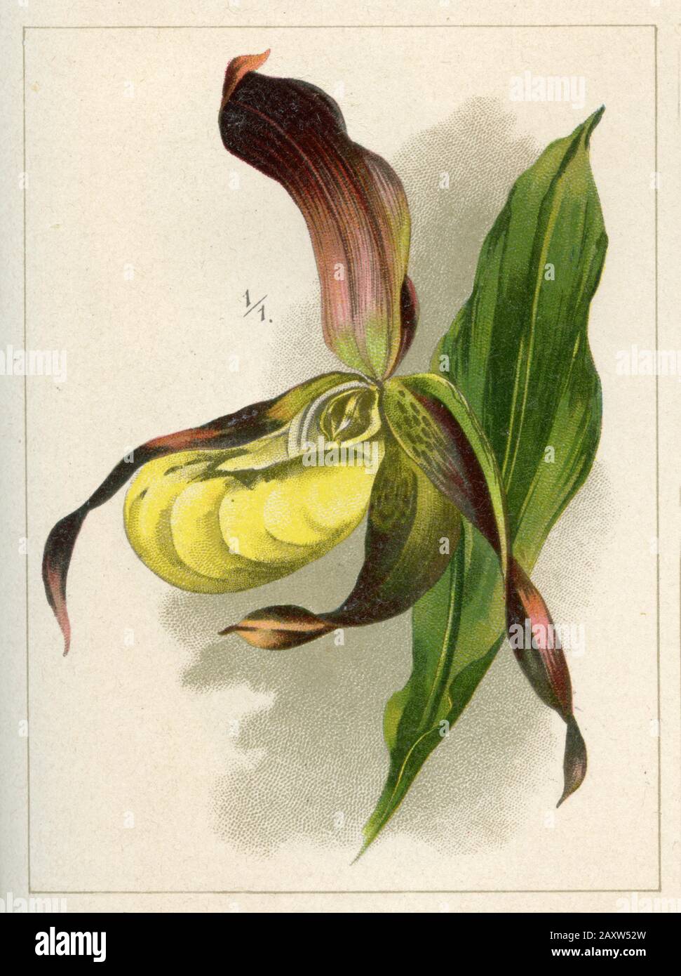 Cypripedium calceolus, (livre de jardin, 1896) Banque D'Images