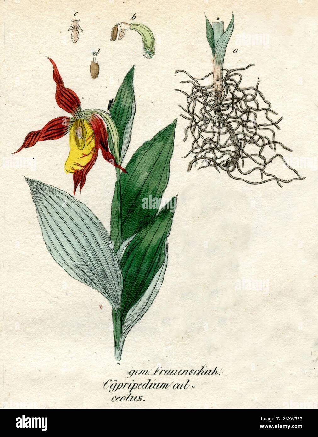 Cypripedium calceolus, (livre de botanique, 1850) Banque D'Images