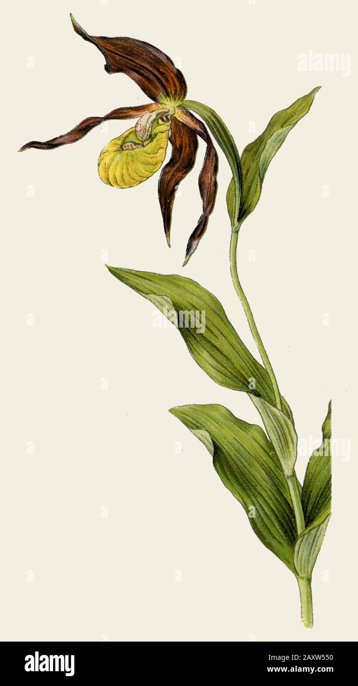 Cypripedium calceolus, (livre de botanique, 1925) Banque D'Images